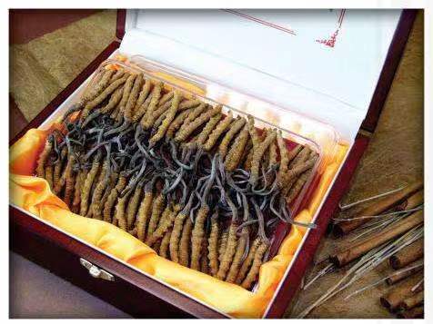 蓬莱镇冬虫夏草回收